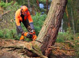  Waveland, MS Tree Services Pros