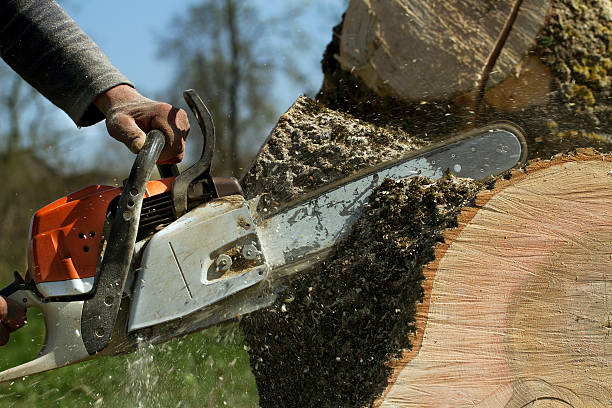 Best Storm Damage Tree Cleanup  in Waveland, MS